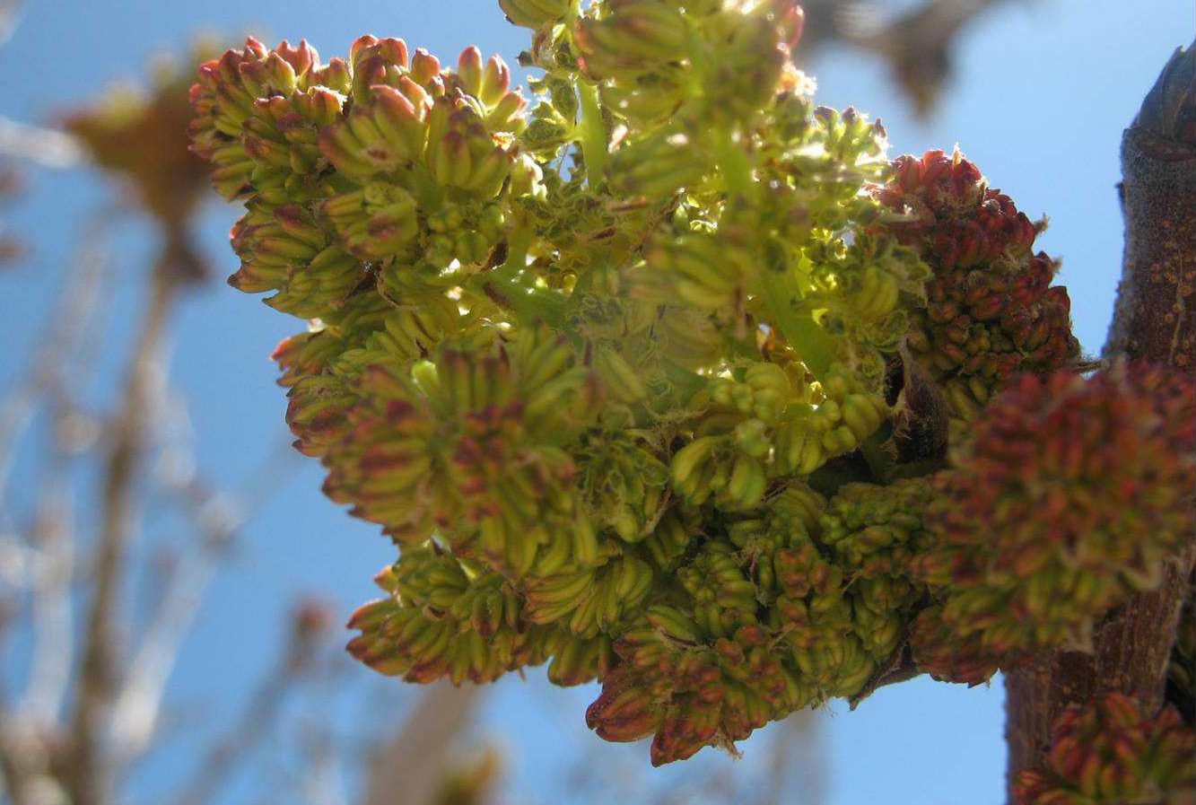 male pistachio tree