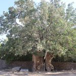 oldest pistachio tree in world