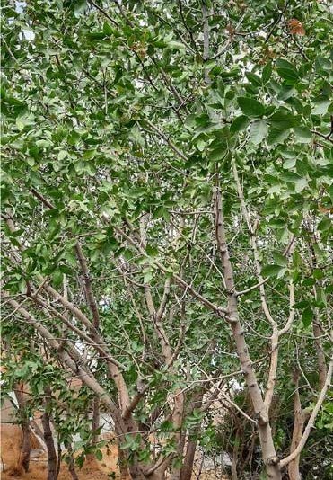 wild pisatchio tree