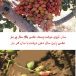 Off-year of pistachio trees