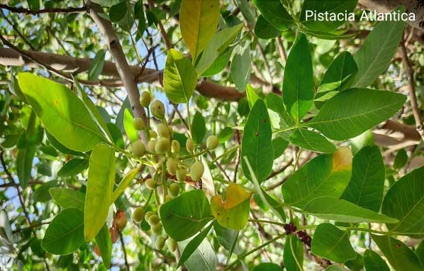 wild pistachio